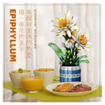 JieStar JJ9033 Epiphyllum Bonsai